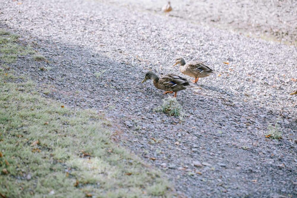 Hochzeitsfotograf Sauerland Meinerzhagen Hochzeit anzug mint brautpaarshooting meinerzhagen miriam folak lennestadt hochzeitsbahnhof ambientetrauung standesamt 136
