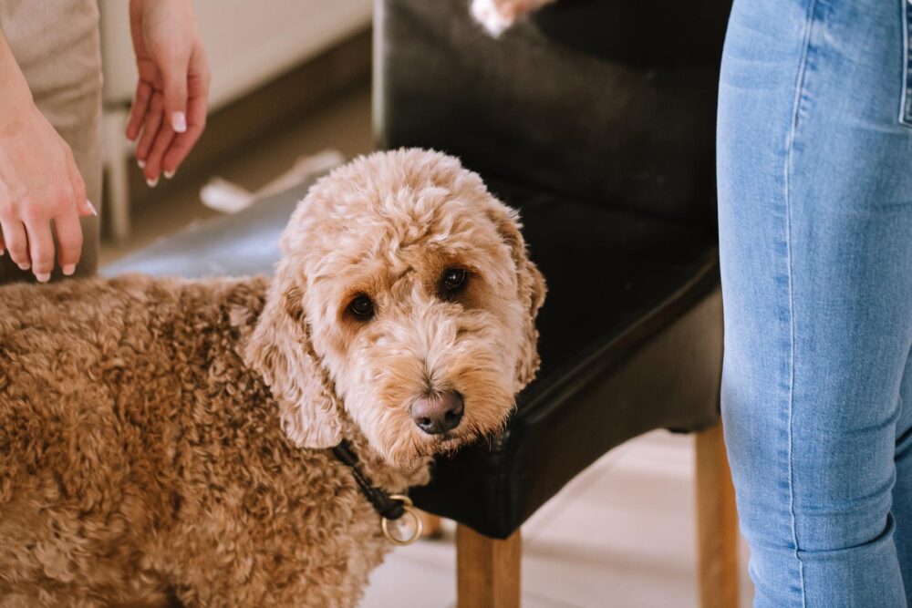 Hochzeitsfotograf Sauerland Meinerzhagen Hochzeit anzug mint brautpaarshooting meinerzhagen miriam folak lennestadt hochzeitsbahnhof ambientetrauung standesamt 25