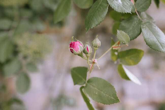 Rittergut Haus Laer Bochum Hochzeit Hochzeitsfotografin sauerland hochzeitsfotograf ruhrgebiet witten freie trauung lgbtq wedding hochzeitslocation nrw schwules paar ( (28)