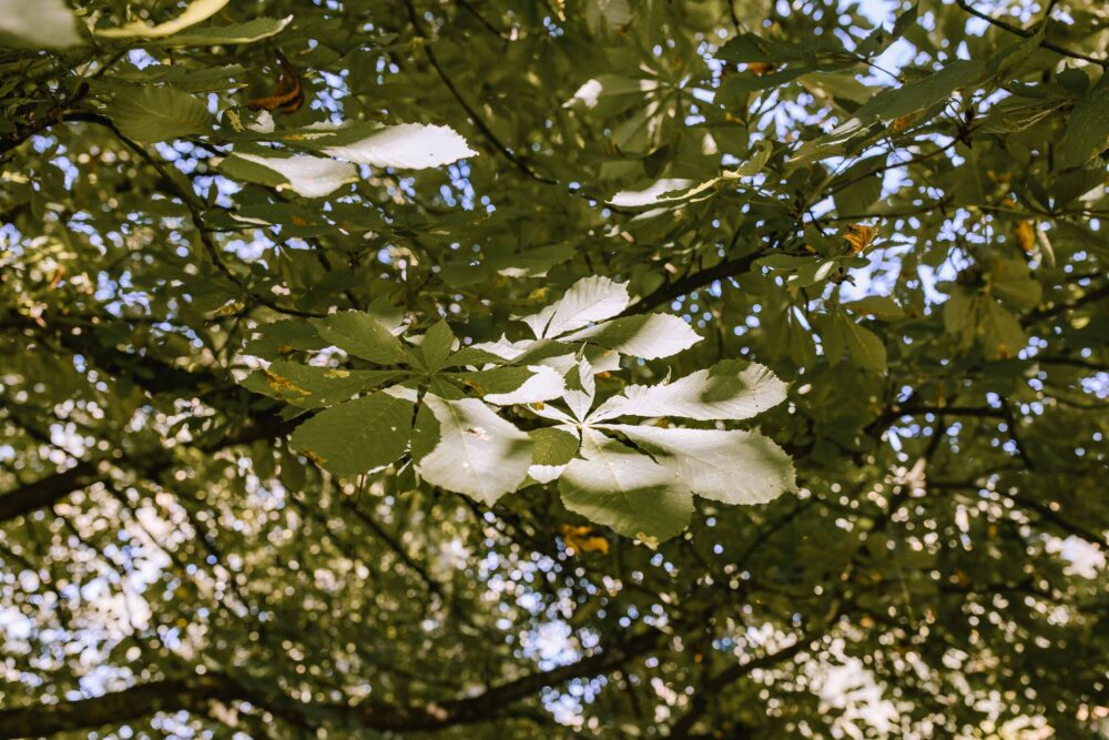 20240921 2. Nadine & Niclas Weboptimiert (29)