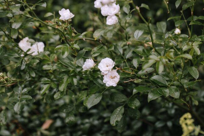 Jagdhaus im kuehl hochzeit hochzeitsfotografin iserlohn sauerland hochzeitsfotograf ruhrgebiet maerkischer kreis hochzeitslocation nrw (314)