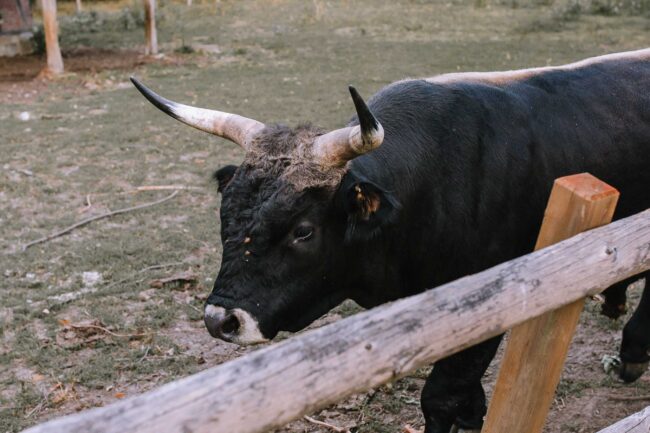 hülshoff lippstadt hochzeit hochzeitsfotografin sauerland hochzeitsfotograf ruhrgebiet hochzeitslocation nrw kleine marienkirche stiftsruine st elisabeth lippstadt (300)