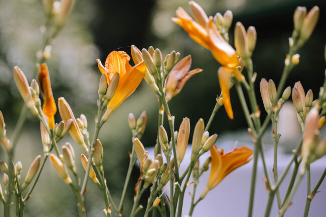 lindlar hochzeitsfotografin sauerland bergisches land oberberg engelskirchen freie trauung rheinland ruhrgebiet meinerzhagen gummersbach (185)
