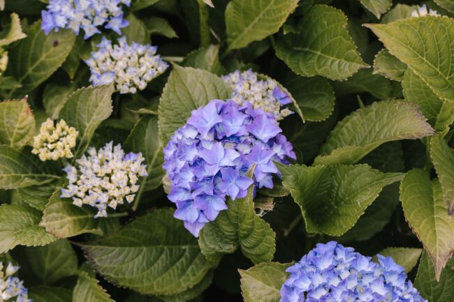 lindlar hochzeitsfotografin sauerland bergisches land oberberg engelskirchen freie trauung rheinland ruhrgebiet meinerzhagen gummersbach (4)