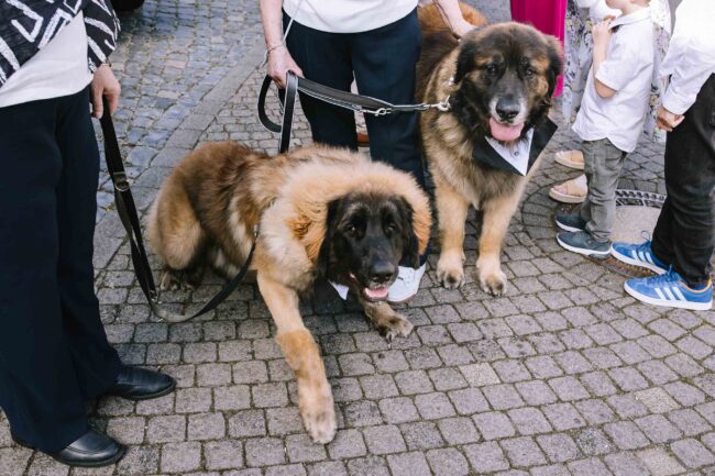 villa bubenzer freudenberg hochzeit schloss friedewald hochzeitsfotografin sauerland westerwald ambientetrauung schlosshochzeit hochzeitsfotograf ruhrgebiet (433)