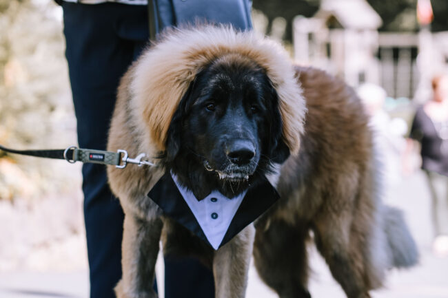 villa bubenzer freudenberg hochzeit schloss friedewald hochzeitsfotografin sauerland westerwald ambientetrauung schlosshochzeit hochzeitsfotograf ruhrgebiet (44)