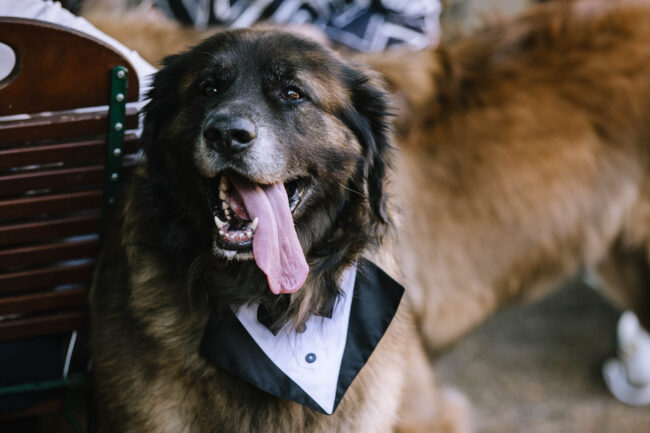 villa bubenzer freudenberg hochzeit schloss friedewald hochzeitsfotografin sauerland westerwald ambientetrauung schlosshochzeit hochzeitsfotograf ruhrgebiet (598)