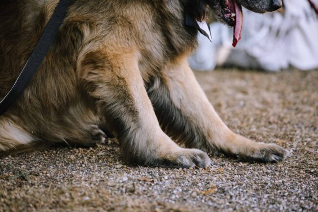 villa bubenzer freudenberg hochzeit schloss friedewald hochzeitsfotografin sauerland westerwald ambientetrauung schlosshochzeit hochzeitsfotograf ruhrgebiet (602)
