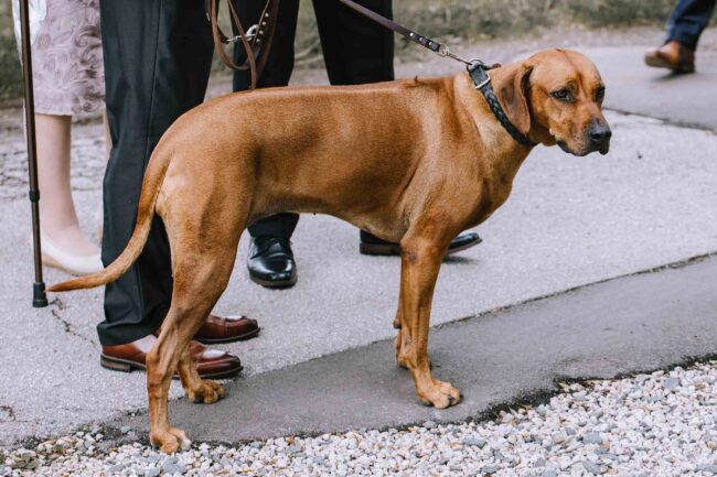 gut ahe friggen kirchhundem hochzeitsfotografin sauerland hochzeitslocation nrw wildewiese lennestadt hochzeitsfotos miriam folak hochzeits wg hochzeitsmesse (117)